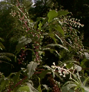 Φυτολλάκα 100γρ. (Phytolacca Americana)