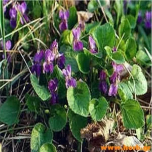 Σπάργκανλι Rhizoma Sparganli (San Leng) 100γρ.